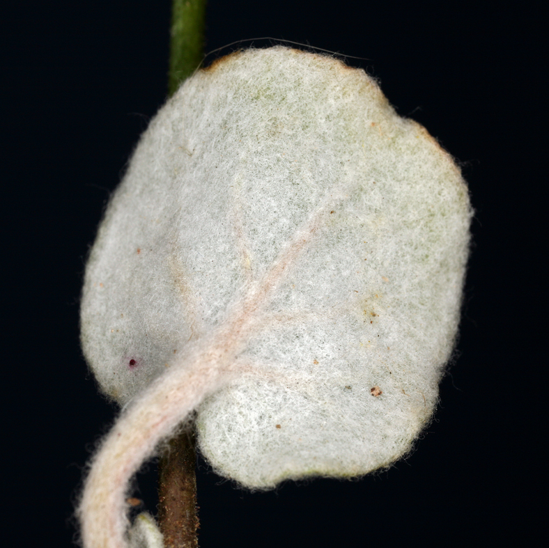 Image of Parry's buckwheat