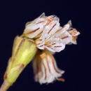 Image of Coville's buckwheat