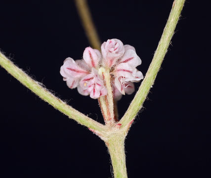 Imagem de Eriogonum dasyanthemum Torr. & Gray