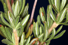 Image of Eastern Mojave buckwheat