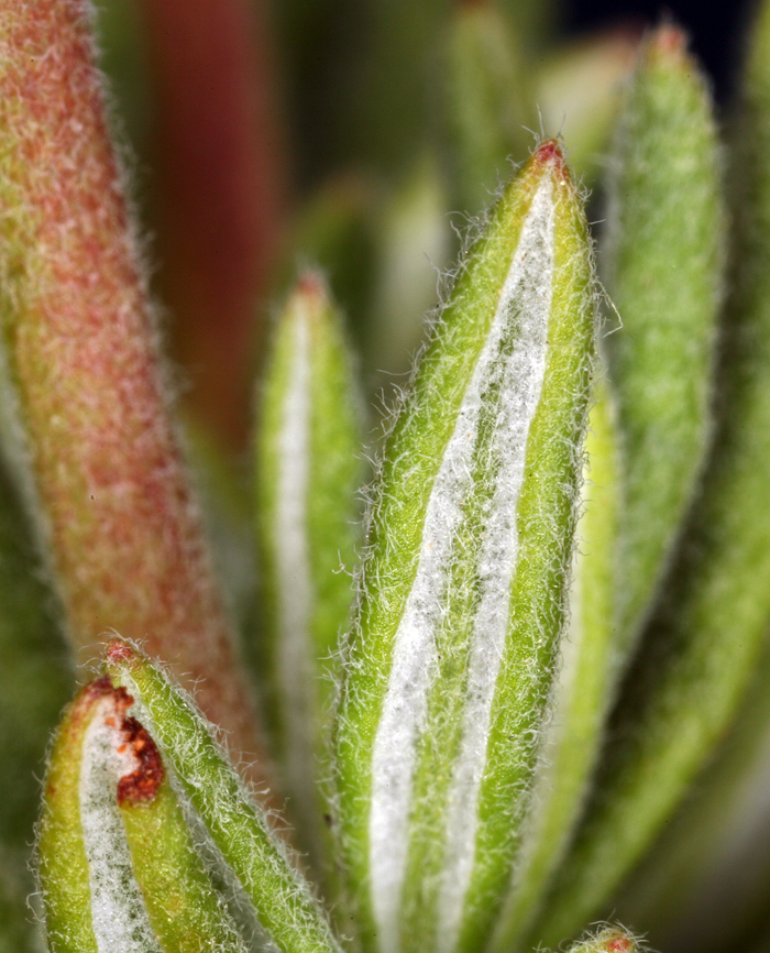 Image of Eastern Mojave buckwheat