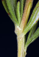 Image of Eastern Mojave buckwheat