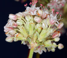 Image of Eastern Mojave buckwheat