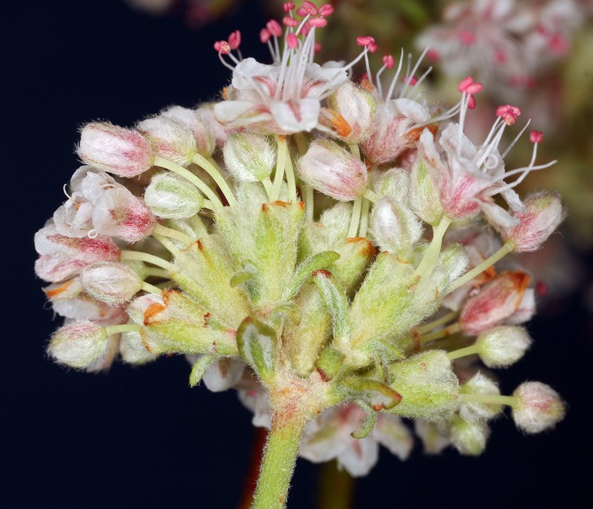 Image of Eastern Mojave buckwheat