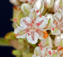 Image of Eastern Mojave buckwheat