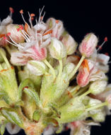 Image of Eastern Mojave buckwheat