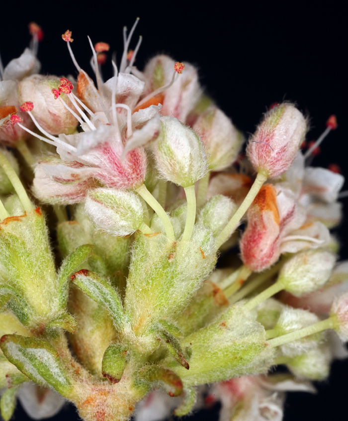 Image of Eastern Mojave buckwheat