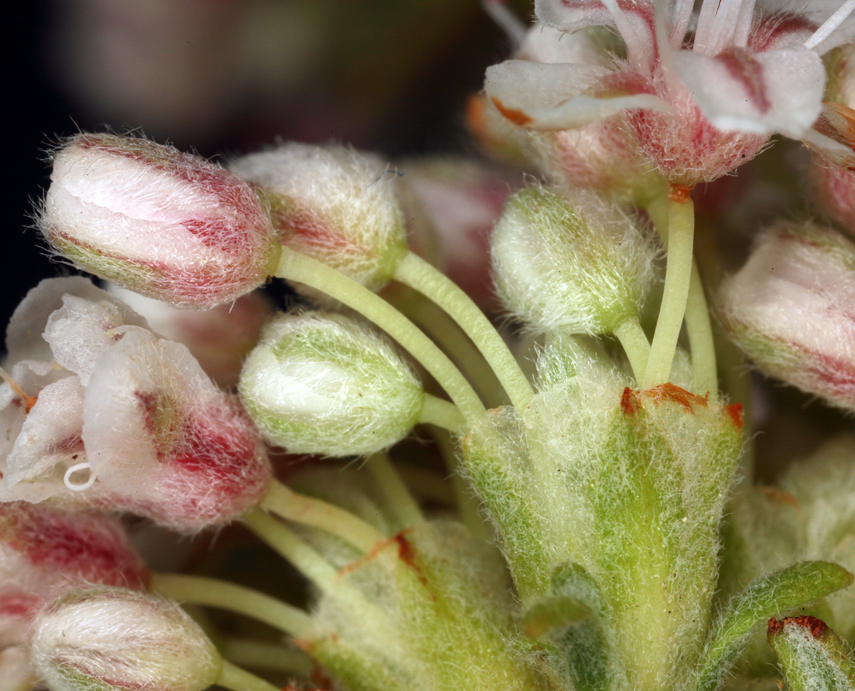 Image of Eastern Mojave buckwheat