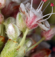 Image of Eastern Mojave buckwheat