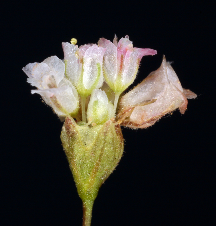 Image of rose and white buckwheat