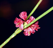 Image of goldencarpet buckwheat