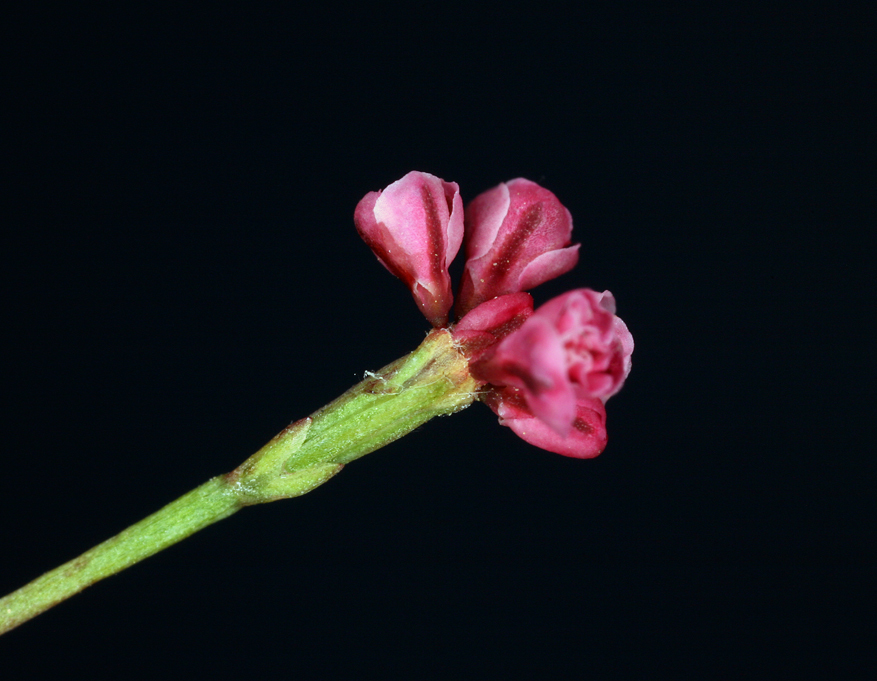 Image of goldencarpet buckwheat