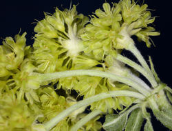 Image of sulphur-flower buckwheat