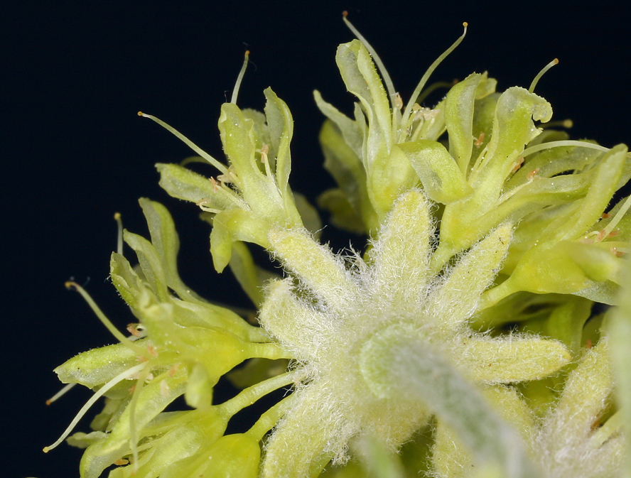 Image of sulphur-flower buckwheat