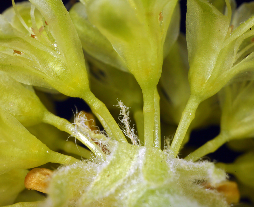 Imagem de Eriogonum umbellatum var. nevadense Gand.