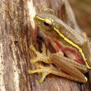 Image of Boulenger's Tree Frog