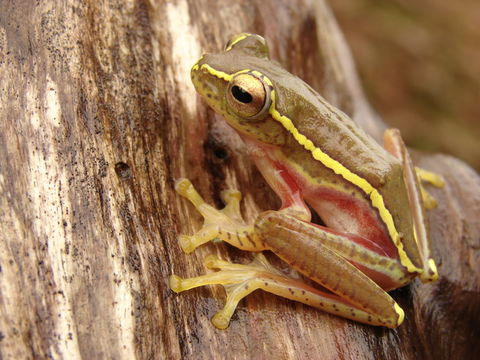 Image of Boulenger's Tree Frog