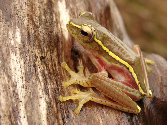 Plancia ëd Rhacophorus lateralis Boulenger 1883