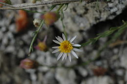 Image of Elmer's erigeron