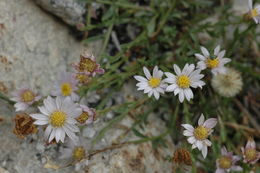 Image of Elmer's erigeron