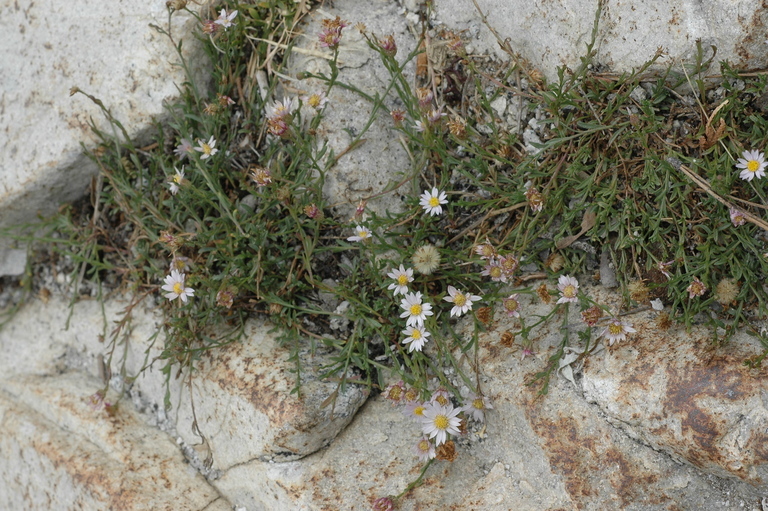 Image of Elmer's erigeron