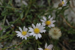 Image of Elmer's erigeron