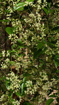 Image of Clematis brasiliana DC.