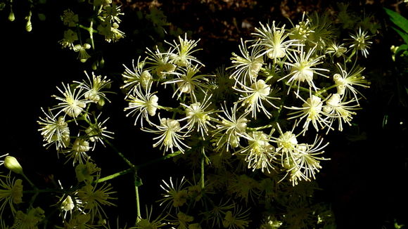 Image of Clematis brasiliana DC.