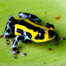 Image of Sira Poison Frog