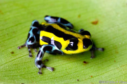 Image of Sira Poison Frog