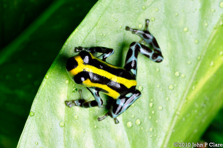 Image of Sira Poison Frog