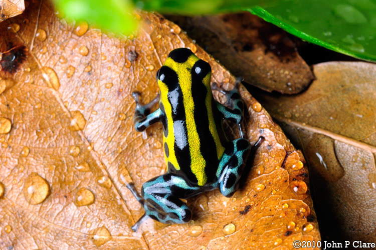 Image of Sira Poison Frog