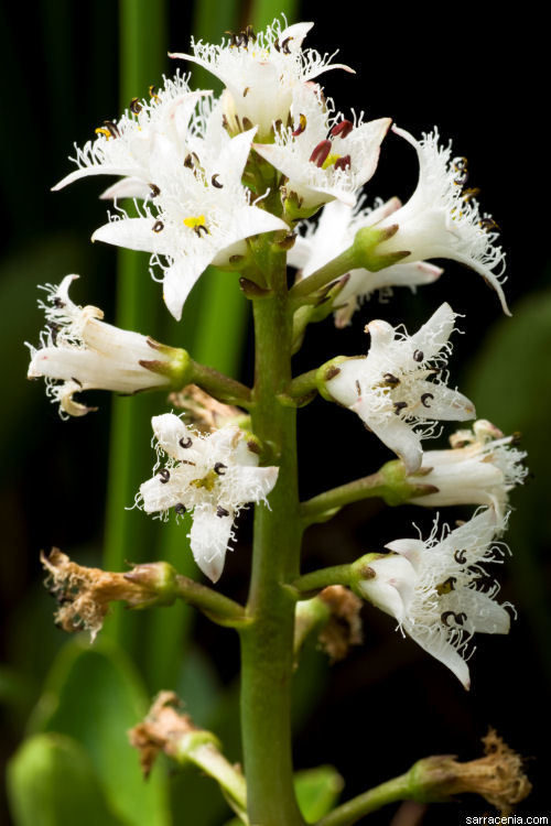 Image of bogbean