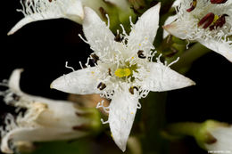 Image of bogbean