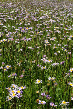 Image of tundra aster