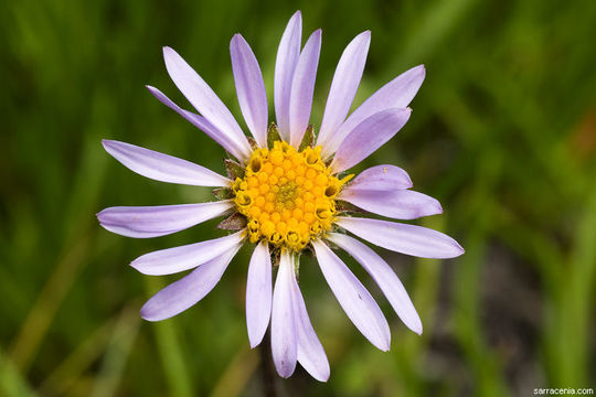 Image of tundra aster