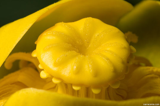 Imagem de Nuphar polysepalum Engelm.