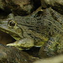 Image of Bull Frog