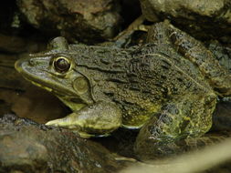 Image of Bull Frog