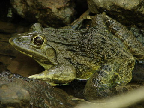 Imagem de Hoplobatrachus tigerinus (Daudin 1802)