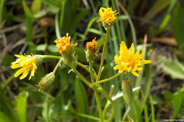 Image de Crepis runcinata subsp. hallii Babc. & Stebbins