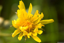 Image de Crepis runcinata subsp. hallii Babc. & Stebbins