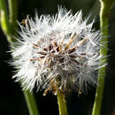 Image of Hall's hawksbeard