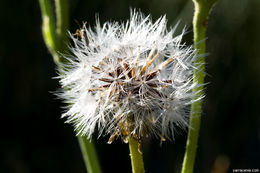 Image de Crepis runcinata subsp. hallii Babc. & Stebbins