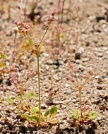 Image of volcanic buckwheat