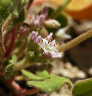 Image of volcanic buckwheat