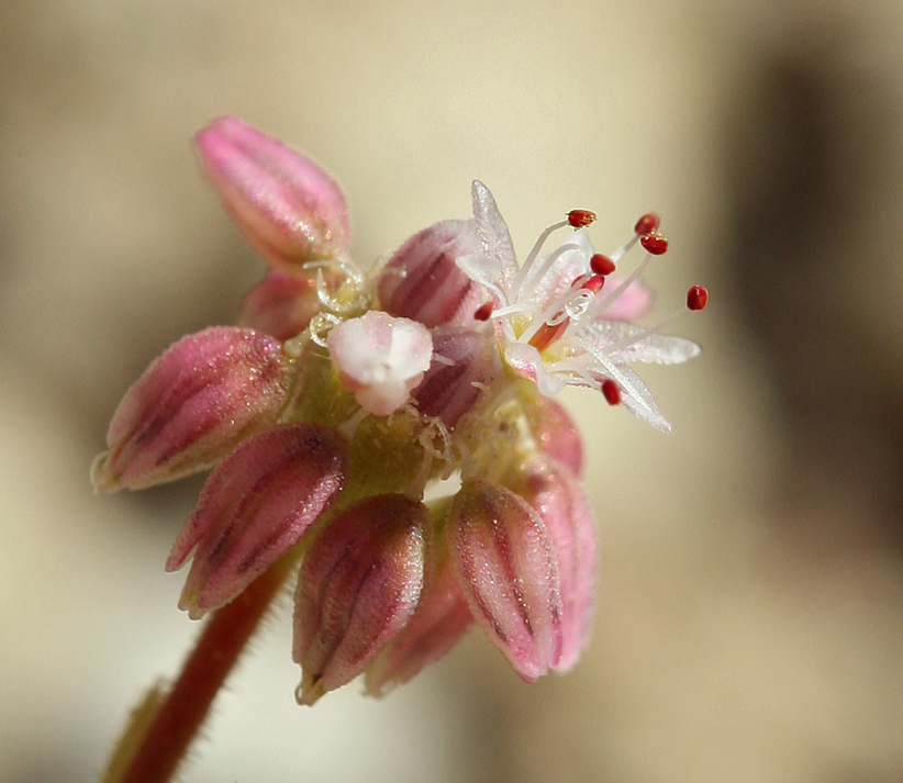 Image of volcanic buckwheat