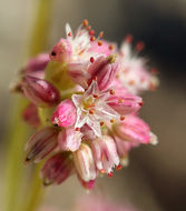 Image of volcanic buckwheat