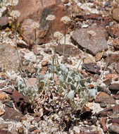 Image of Churchill Narrows buckwheat