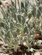 Image of Churchill Narrows buckwheat